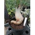 Большое растение Адениум Тучный 8