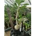 Большое растение Адениум Тучный 8