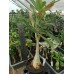 Большое растение Адениум Тучный 9
