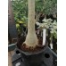 Большое растение Адениум Тучный 9