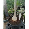 Большое растение Адениум (Adenium) Obesum 10