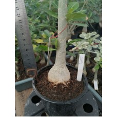 Большое растение Адениум Тучный 10