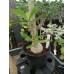 Большое растение Адениум Тучный 10