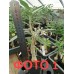 Привитое растение Адениум Тучный DOUBLE TOURMALINE