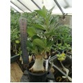 Растение Адениум (Adenium) Thai Socotranum CHADA PETCH