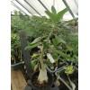 Растение Адениум (Adenium) Thai Socotranum KING CROWN