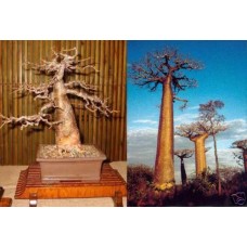 Семена Baobab (Баобаб)