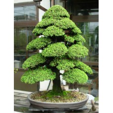 Семена Japanese Cedar (Японский Кедр)