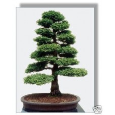 Семена Japanese Cypress (Японский Кипарис)