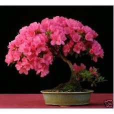 Семена Pink Rhododendron (Розовый Рододендрон)