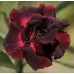 Привитое растение Адениум Тучный DOUBLE BLACK KING