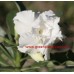 Привитое растение Адениум Тучный TRIPLE SNOW WHITE