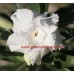 Привитое растение Адениум Тучный TRIPLE SNOW WHITE