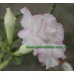 Привитое растение Адениум Тучный TRIPLE SWEET VALENTINE