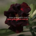 Привитое растение Адениум (Adenium) Obesum DOUBLE BLACK SWAN