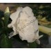 Привитое растение Адениум Тучный TRIPLE WHITE ROSES