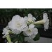 Привитое растение Адениум Тучный TRIPLE WHITE ROSES