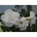 Прищеплена рослина Аденіум Тучний TRIPLE WHITE ROSES