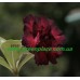 Привитое растение Адениум Тучный PURPLE RAIN