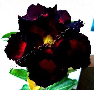 adenium obesum desert rose double super black