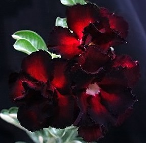 Adenium Obesum Desert rose DOUBLE BLACK EDITION