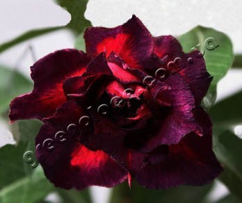 adenium obesum desert rose triple black edition