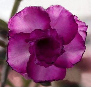 Adenium Obesum Desert rose TRIPLE MAGENTA