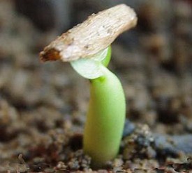 Вирощування адениума з насіння