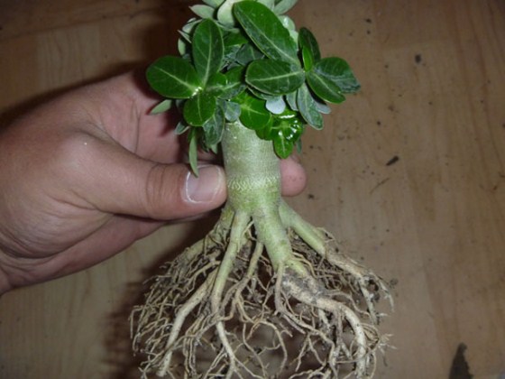 ������� ������� �����