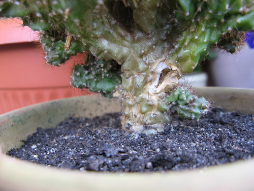 Cereus peruvianus f. monstrosus