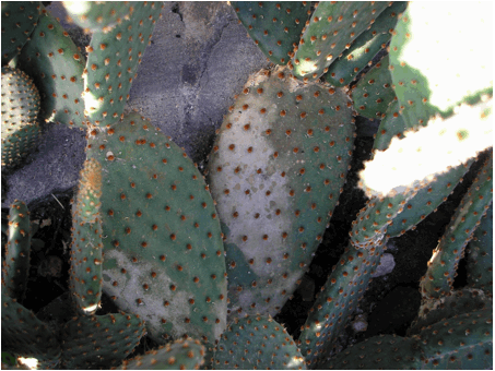 Opuntia microdasys f. Rufida