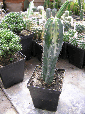 Ritterocereus pruinosus