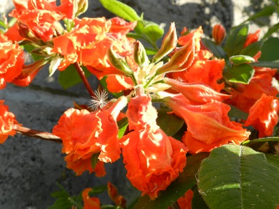RSCN0399.JPG
