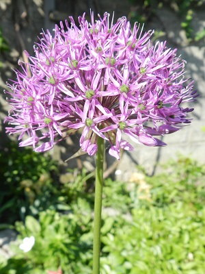 RSCN0121.JPG