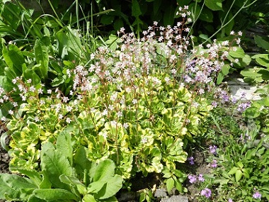 DSCN0736.JPG