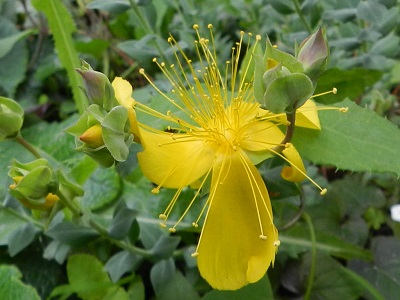 RSCN0988.JPG