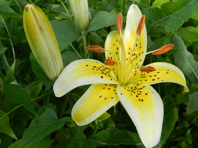 RSCN2517.JPG