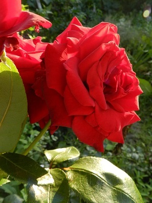 RSCN4027.JPG