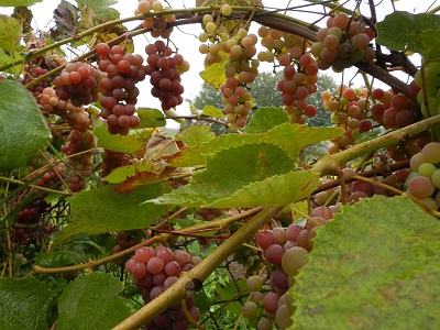 RSCN4876.JPG