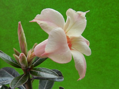 RSCN5821.JPG
