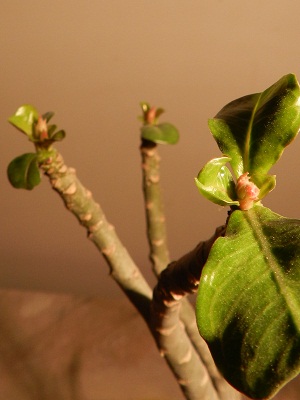 RSCN6058.JPG