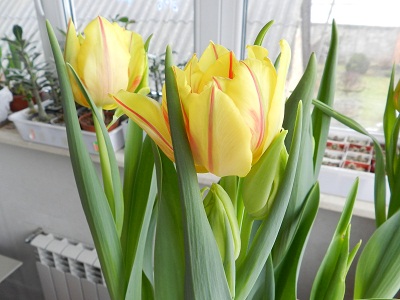 RSCN6998.JPG