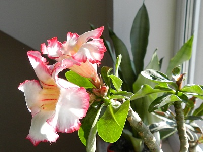 RSCN8180.JPG