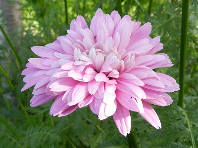 RSCN8945.JPG