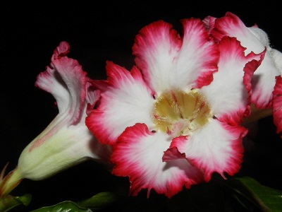 RSCN9760.JPG