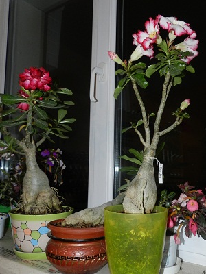 RSCN9759.JPG