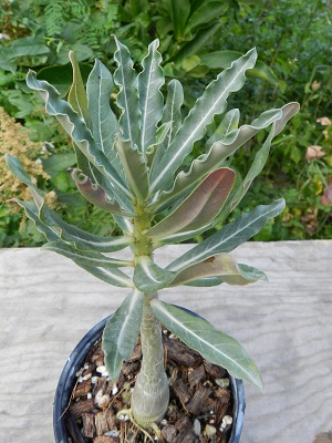 RSCN0060.JPG