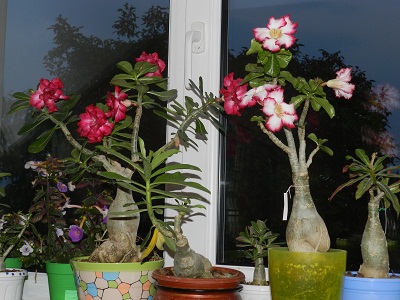RSCN0087.JPG