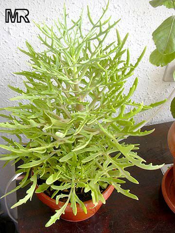 Kalanchoe_laciniata.jpg