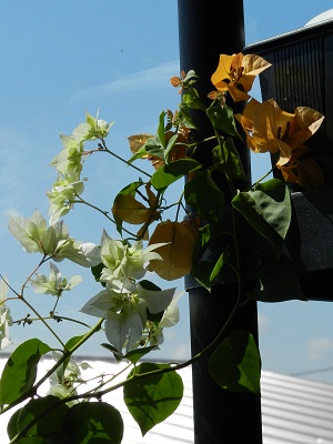 RSCN0648.JPG